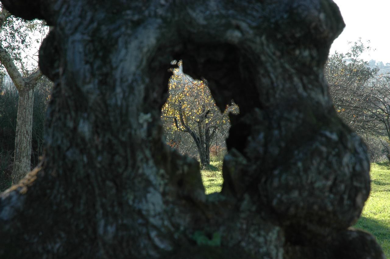 Quinta Do Lagar Da Moira Hotel Vila Franca da Serra Zewnętrze zdjęcie